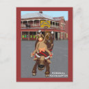 Search for beef cattle postcards Bull