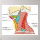 Search for neck art Muscles