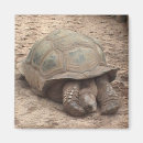 Search for tortoise magnets Zoo