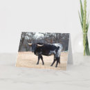 Search for longhorn cow cards White