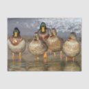 Search for duck tissue paper Anas platyrhynchos