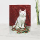 Recherche de maine coon christmas cards Chaton