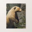 Recherche de ours puzzles Faune