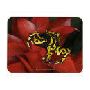 Recherche de focalisation magnets Animaux