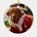 Recherche de houx ornements Animal familier