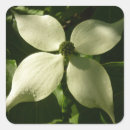 Search for dogwood stickers Tree