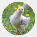 Search for chicken photo stickers Cute