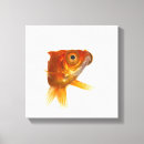 Recherche de poisson rouge toiles Orange