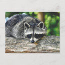 Search for log postcards Animal
