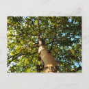 Recherche de baume cartes postales Nature