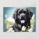 Search for newfoundland dog postcards Pet