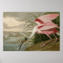 Search for roseate spoonbill posters Ibis