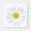 Search for single flower magnets Daisy