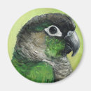 Search for cheeks magnets Conure