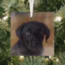 Search for black labrador ornaments Animal
