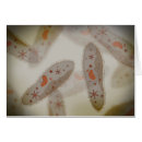 Search for protozoa Biology