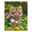 Recherche de minous posters Pour elle
