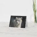 Recherche de snow leopard cartes postales Cat