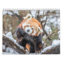 Search for wildlife photography calendars Lion