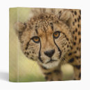 Search for wild binders Photograph