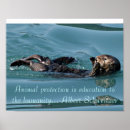 Search for sea otter posters Nature