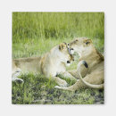 Search for affectionate magnets Wildlife
