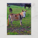 Recherche de ânes photographie Chevaux
