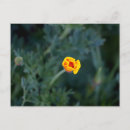 Recherche de pavot cartes postales Fleur sauvage