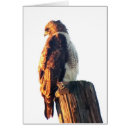 Recherche de tonneliers cartes postales Oiseau de proie