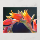 Search for echeveria postcards Floral