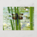 Recherche de libellule bleue cartes postales Photographie de la nature