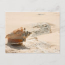 Search for sea shells postcards Nautical