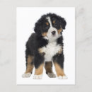 Recherche de bernese mountain dog Chiot