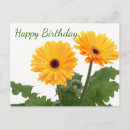 Search for orange flower happy birthday postcards Gerbera