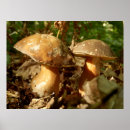 Recherche de mushroom posters Food