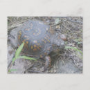 Recherche de tortue de boîte cartes postales Animaux