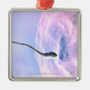 Search for fertility ornaments Human