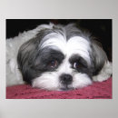 Search for shih tzu puppy posters Animal