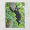 Search for boreal forest postcards Bear