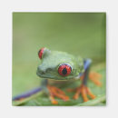 Search for tree frog magnets Full length