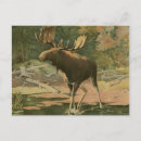 Search for deer lake postcards Animal