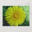 Search for dandelion plant postcards Weed