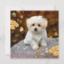 Search for lovable cards Animal