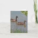 Search for mallards note cards Birds