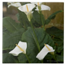 Search for arums Nature
