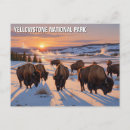 Search for yellowstone bison postcards Buffalo