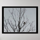 Search for bare trees posters Nature