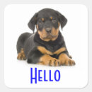 Recherche de chiot rottweiler autocollants Rottweilers