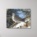 Recherche de colombe impressions sur toile Pour eux