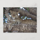 Recherche de écouter cartes postales Animal